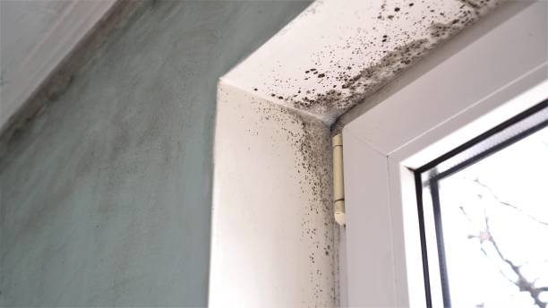 Best Professional Mold Removal  in Haines, AK