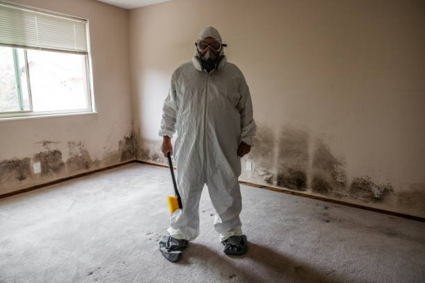 Best Office Mold Removal Services  in Haines, AK